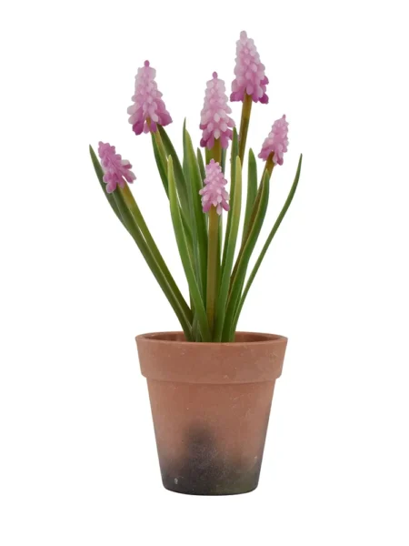 Perlehyacint i potte - Rosa